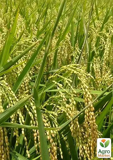 Оріза "Oryza sativa" (рис посівний) С1,5 (183989) 1 саджанець - фото 2