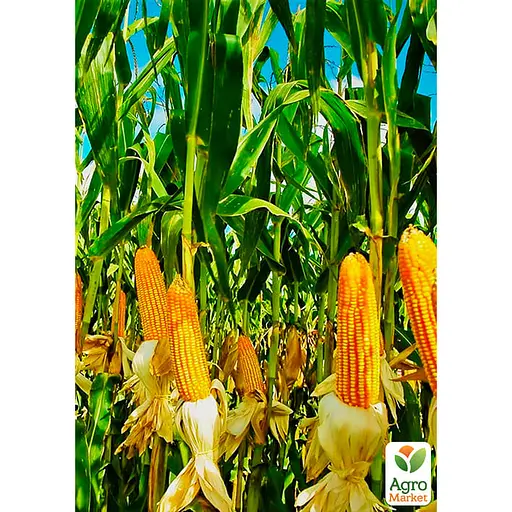 Кукурудза цукрова "Суміш кращих популярних сортів" ТМ "Весна"  40г (45521) - фото 2