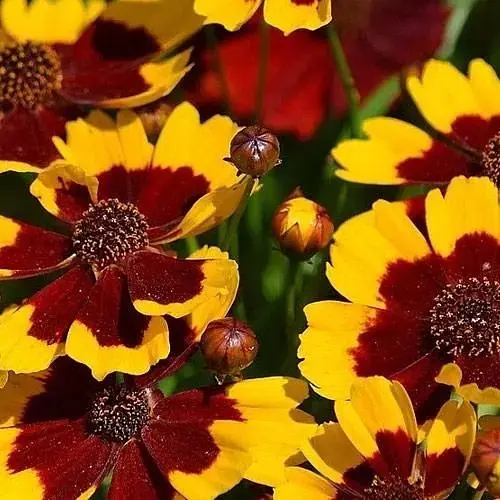 Кореопсис мутовчастий "Firefly" (багаторічний морозостійкий) (189528) 1 саженец - фото 1