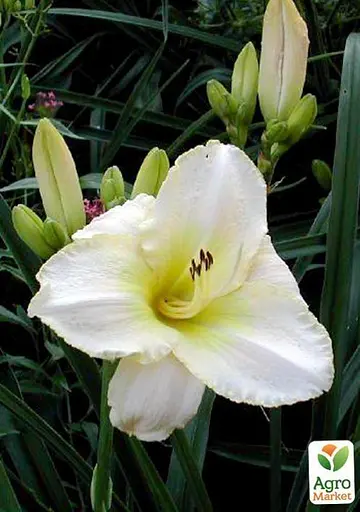 Лилейник "Arctic Snow" 1 шт (36171) - фото 3