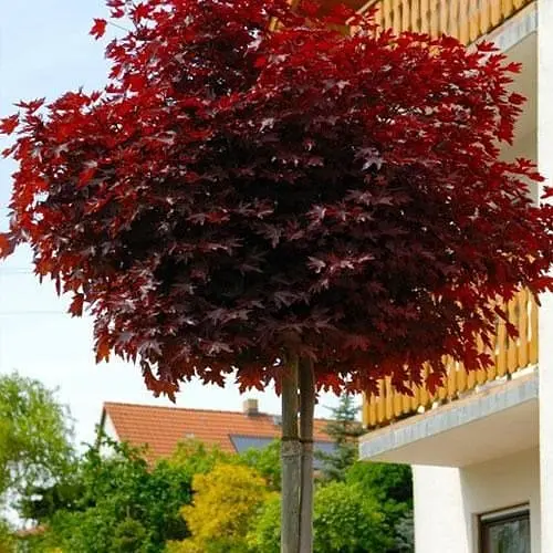 Клен краснолистный Agro-Market на штамбе возраст от 2-х лет высота 120-180см 52699 1 саженец в упаковке - фото 1