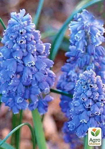 Мускари "Blue Spike" 5 шт (43018) - фото 3