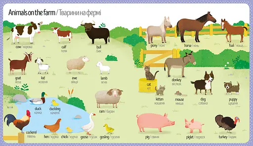 Книга Мій перший словничок. Природа. Автор - Голлі Беті (ARTBOOKS) (тв.) - фото 5