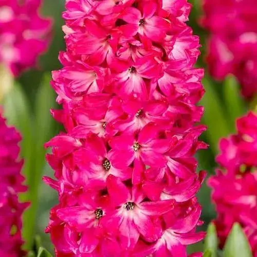 Гіацинт "Scarlet Pearl" (186359) 2 шт - фото 1