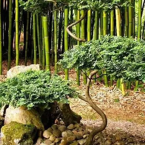 Вяз мал Жаклин Хиллер (подходит для формирования бонсай) высота 15-25см (187717) 1 саженец - фото 2