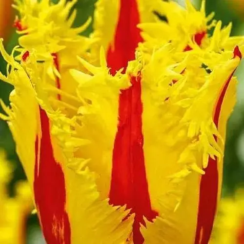 Тюльпан "Phantom" (186262) 2 шт - фото 1