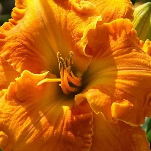 Лілійник "Cold Copper" (181048) 1 шт - фото 1