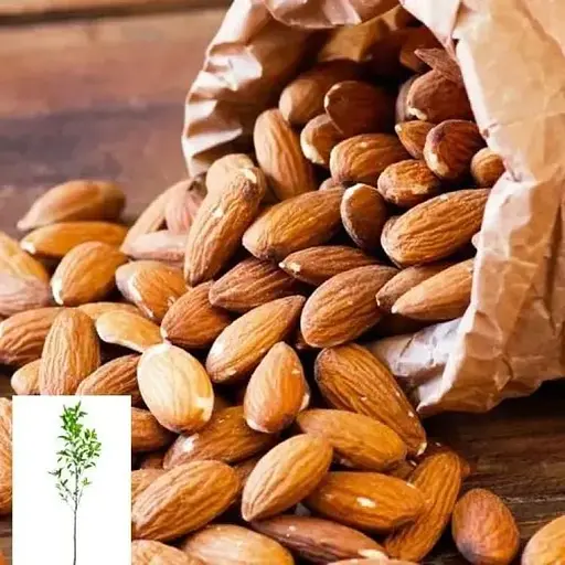 Мигдаль солодкий Agro-Market "Прибережний" укорінений у контейнері (саджанець 2 роки) (153132) 1 саджанець в упаковці - фото 1