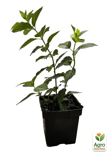 Гортензія волотиста 2-річна "Living-Sugar Rush" висота саджанця 20-30см (186201) 1 саженец - фото 2