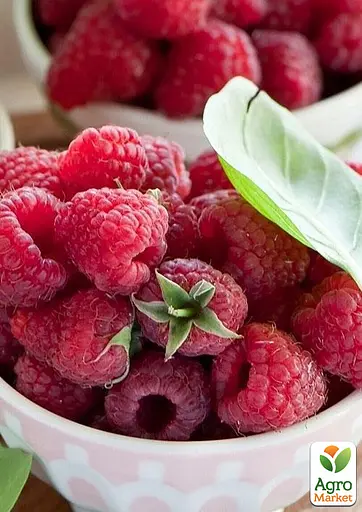 Малина Agro-Market "Maravilla" (ремонтантый высокоурожайный сорт, американской селекции) 1-летний саженец (189498) 1 шт в упаковке - фото 2