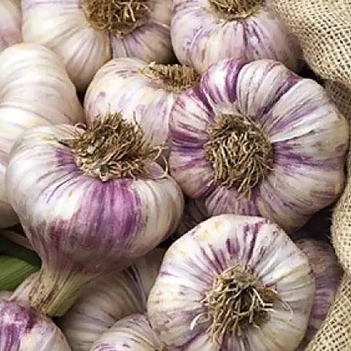 Часник посадковий озимий (головка) "Любаша" Україна 0,5кг (44306) - фото 1