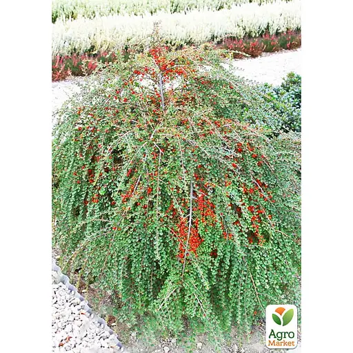 Кизильник горизонтальный крохотный "Perpusillus", С2 (187650) 1 саженец в упаковке - фото 3