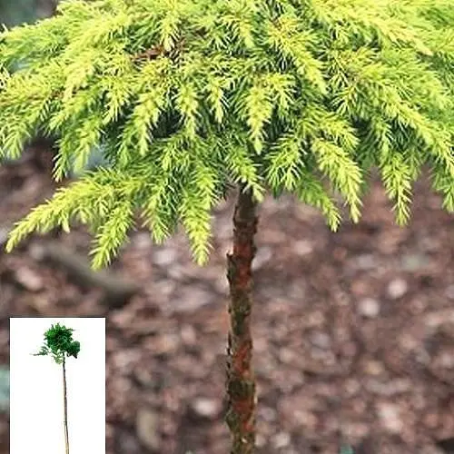 Можжевельник горизонтальный на штамбе Golden Carpet S2 высота 60-80см (62714) 1 саженец - фото 3