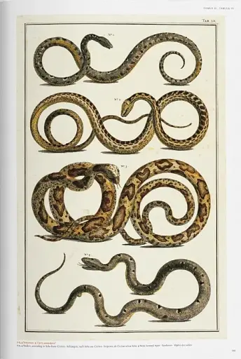 Seba. Cabinet of Natural Curiosities - фото 7