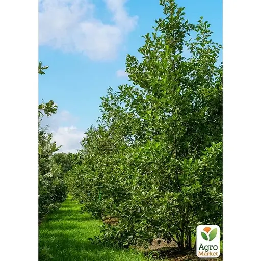 Ольха обыкновенная Agro-Market 80-100 см (188847) 1 саженец в упаковке - фото 1