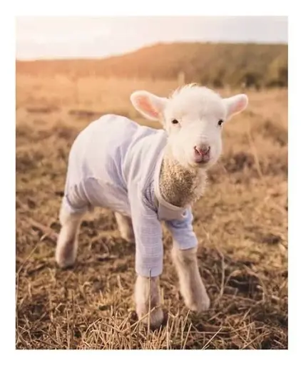 This Book Is Literally Just Pictures of Tiny Animals That Will Make You Smile - фото 4