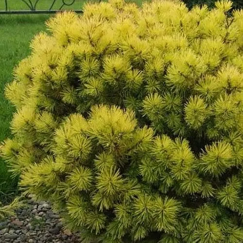 Сосна горная Agro-Market Ophir ком/сетка высота 80-90 см 188447 1 саженец в упаковке - фото 1