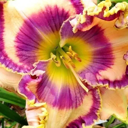 Лілійник "Limitless Wonder" (181040) 1 шт - фото 1