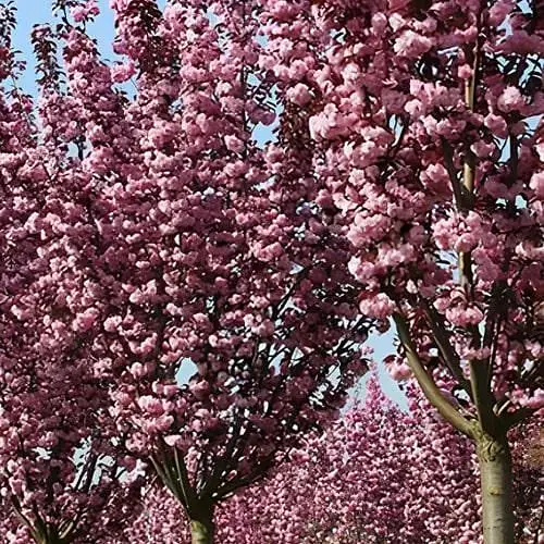 Сакура на штамбе "Роял Бургунди" (возраст от 2-х лет высота 130-160см) (188025) 1 саженец - фото 1