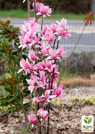 Магнолия привита 4-летняя гибридная "Starburst" (высота 60-70см) (188052) 1 саженец - фото 2