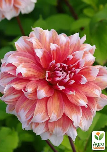 Георгина "Frost Nip" (гигантский цветок) (23555) - фото 2