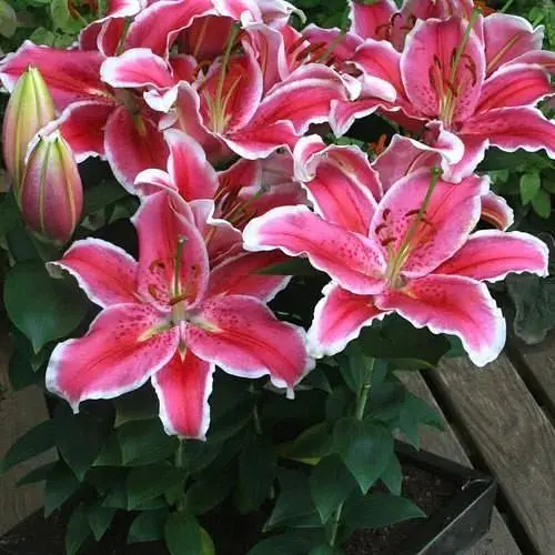 Лилия Горщикова "Little Marble" (176127) 1 шт - фото 1