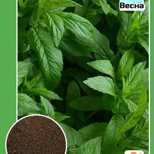М'ята ТМ "Весна" 0.2г (10949) - фото 1
