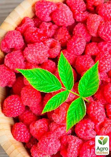 Малина Agro-Market "Бриллиантовая" (ремонтантный крупноплодный сорт) 1-летний саженец (189482) 1 шт в упаковке - фото 2