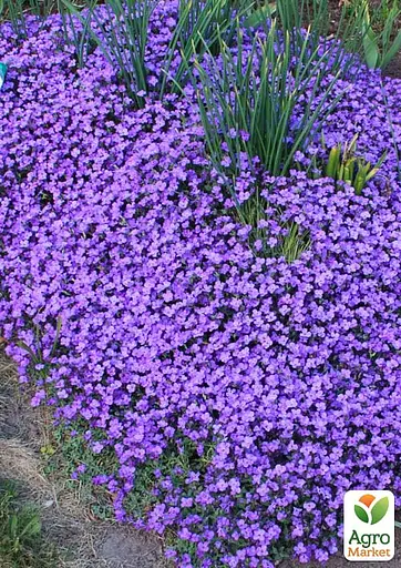 Обрієта Variegata "Silberrand" (контейнер Р9) (189573) 1 саженец - фото 2