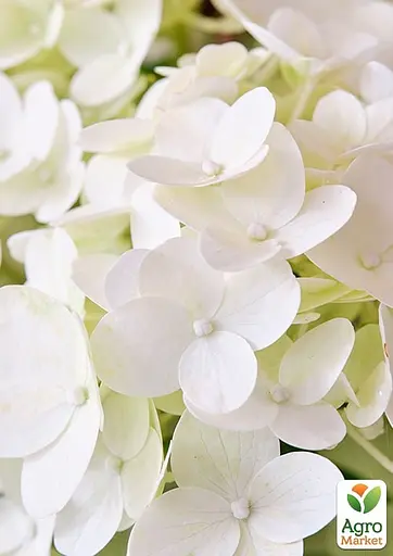 Гортензія 3-х річна волотиста "Magical Kilimanjaro" (176640) 1 саженец - фото 3