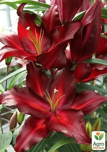 Лілія Гігант "Avinger" (49595) 1 шт - фото 2