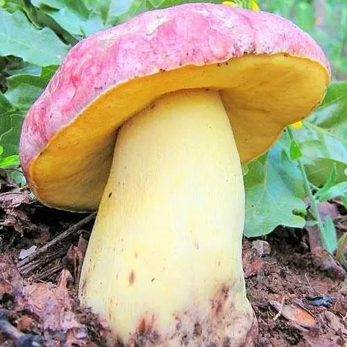 Сухий зерновий міцелій "Болет королівський" 100г (45551) - фото 1