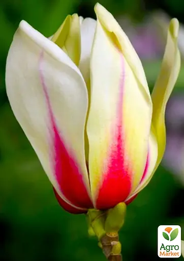 Магнолия 4-летняя "Sunrise" (высота 80-100см) (185265) 1 саженец Нидерланды - фото 5