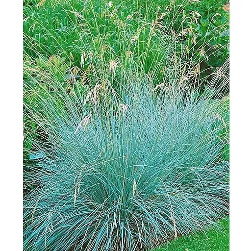 Ерагростіс "Blue Eros" вазон С1.5 (178087) 1 саджанець - фото 1