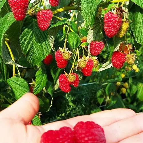 Малина ремонтантная Agro-Market "Маргарита" (крупноплодный, ранний, транспортабельний сорт) (188750) 1 шт в упаковке - фото 2