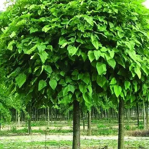 Катальпа бигнониевидная на штамбе Nana высота 120 см (189071) 1 саженец в упаковке - фото 1