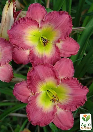 Лилейник "Chance Encounter" 1 шт (36196) - фото 3