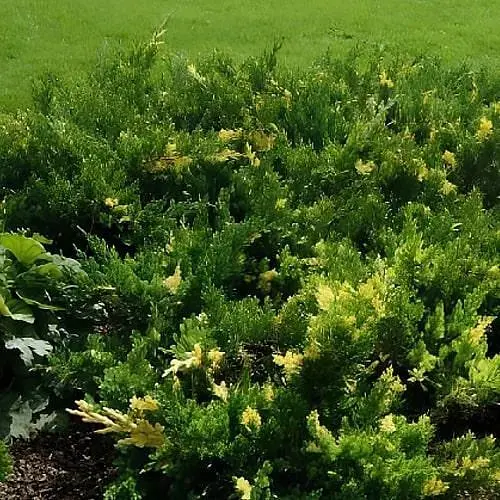 Можжевельник китайский "Expansa Variegata" (ком/сетка) диаметр 60-70 см (188431) 1 саженец - фото 1