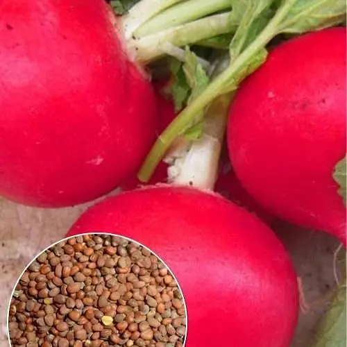 Редька дайкон "Рум'яний Сашко" ТМ "Весна"  10г (112731) - фото 1