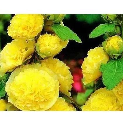 Мальва махрова Жовта Весна 0.2г (16321) - фото 1