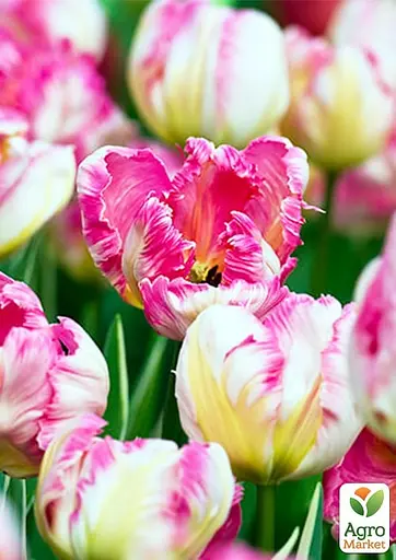 Тюльпан "Parrot Pinkvision" (174811) 2 шт - фото 2