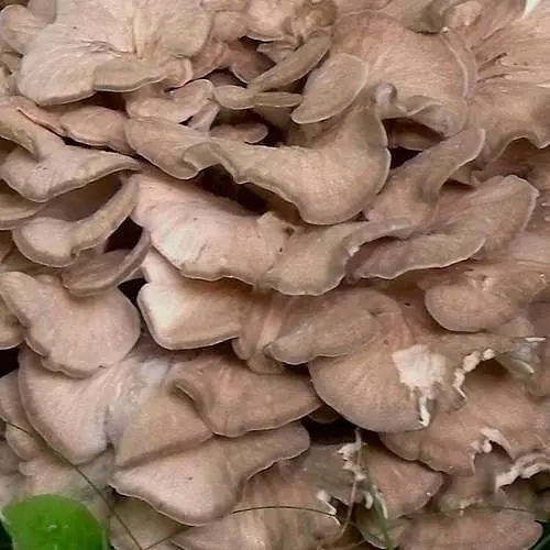 Міцелій на дубових брусочках "Мейтаке" 10шт (45256) - фото 1