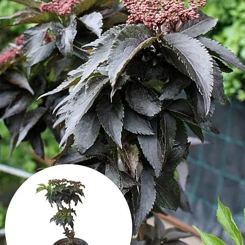 Бузина чорна Black Tower (Sambucus nigra Black Tower) вазон С2 (185106) 1 саженец Нідерланди - фото 5