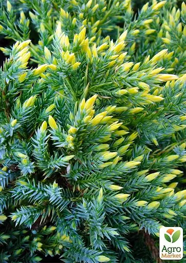 Можжевельник чешуйчатый "Gold Tip" контейнер P9 (52069) 1 саженец - фото 4