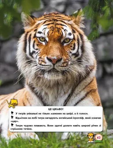 Світ навколо нас. Великі кішки - фото 5