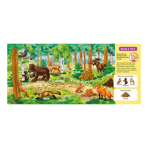 Мій перший словничок "У лісі" Ранок 116032 з віконцями - фото 4