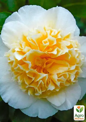 Камелия японская "Brushfields Yellow" (48770) 1 саженец - фото 2