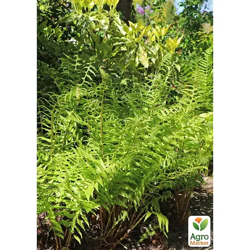 Щитник мужской многолетний папоротник, корневище 1 саженец (184695) - фото 1