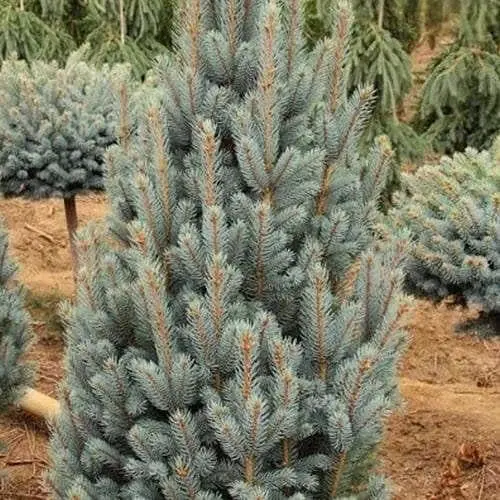Ель привитая Agro-Market 2-х летняя голубая колючая Iseli Fastigiate С2 высота 20-25 см 187440 1 саженец в упаковке - фото 1