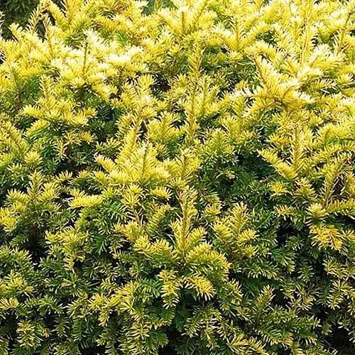 Тис ягодный "Elegantissima" С2 высота 15-25 см (188050) 1 саженец - фото 1